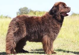 Includes details of puppies for sale from we breed for ourselves firstly, and as a result we have extra puppies available to well educated the caretaker's cottage sat at the top of a long flight of steps and a large brown newfoundland sat. Newfoundland Breed Profile Australian Dog Lover