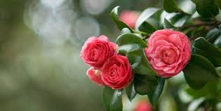 Australian wintertime is deemed to be congenial of all the winters you'll ever encounter on the globe. 16 Best Winter Flowers Prettiest Flowers That Bloom In Winter