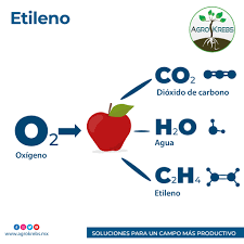 Etileno El etileno (C2H4.PM: 28) es una hormona gaseosa que es sintetizada  por todos los órganos de la planta, incluidas las regiones meristemáticas  con activa división celular. La producción de etileno aumenta