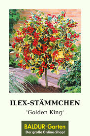 Ilex Stammchen Golden King Zierstammchen Bei Pflanzen Garten Und Gartenbeet