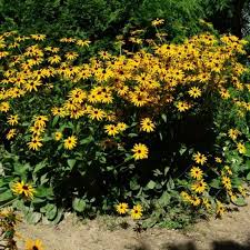 Image result for Renealmia susanneae-katziae