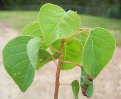 Image result for Sapium