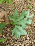 Image result for Trochomeria macrocarpa