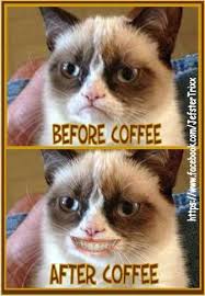 Funny Cat Humor Grumpy Cat Slip Into Something Comfortable Refrigerator Magnet Funny Grumpy Cat Memes Grumpy Cat Grumpy Cat Breed