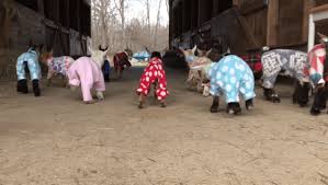 48 Baby Goats Run Around Barn Wearing Pajamas Baby Goats Pygmy Baby Goats Baby Goats In Sweaters