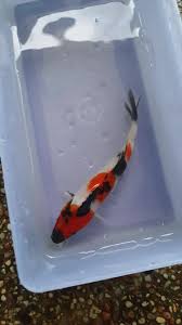 Cara budidaya ikan koi kolam terpal dapat untung lebih facebook : Koi Satui