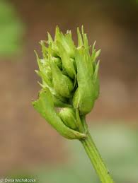 Image result for Ligularia sibirica