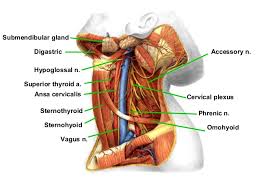 Learn more about the anatomy of the neck in this section. 4 Neck