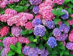 Penjagaannya juga mudah, hanya memerlukan banyak air disiram dua kali sehari kerana pokok diletakkan di kawasan yang terdedah dengan cahaya matahari. 5 Cara Menanam Hydrangea Paling Mudah Ilmubudidaya Com