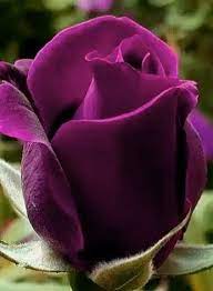 Pin By Nora Ruszkowski Easter On Flores Flower Care Beautiful Rose Flowers Rose Flower