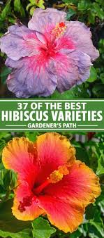 Maybe you would like to learn more about one of these? 37 Of The Best Hibiscus Varieties Gardener S Path