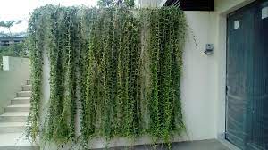 Tanaman obat terkadang malah tidak singkong (manihot esculenta). Tanaman Merambat Solusi Praktis Rumah Cantik Sepanjang Tahun