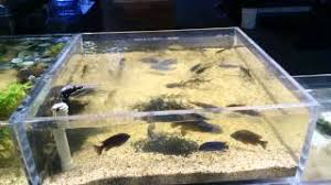 Do Zebrafish Get Bored? - Bionomous