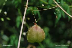 Image result for Cardiospermum halicacabum