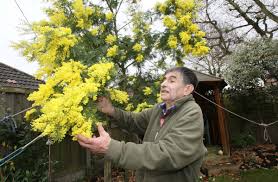It's in a garden area and not seen elsewhere, so unlikely mine's nearly dead through harsh treatment. Mild Weather Sees Burnham Mimosa Plant Spring Into Action Early Maldon And Burnham Standard