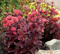 Average rating:4.8out of5stars, based on6reviews6ratings. Sedum Raspberry Truffle Terra Nova Nurseries Inc