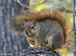 Fox Squirrel Or Eastern Fox Squirrel Sciurus Niger Largest Species Of Tree Squirrel Native To North America Natural Range Thr Fox Squirrel Squirrel Animals