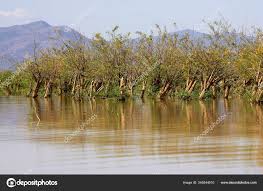 Image result for Aeschynomene elaphroxylon