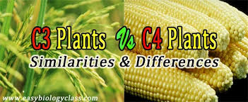 Difference Between C3 And C4 Plants Table Easybiologyclass