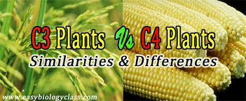 difference between c3 and c4 plants table easybiologyclass