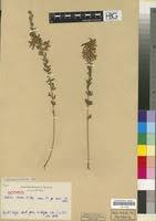 Image result for Dichilus