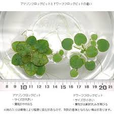 水辺植物 アマゾンフロッグビット 無農薬 6株 チャーム