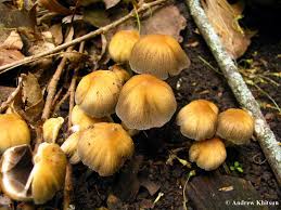 Image result for Coprinus micaceus