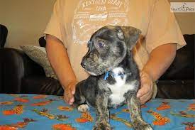 Use the map view to find kentucky cheap homes for sale, based on city features or amenities that you may want close by. Meet Brindle A Cute Mountain Feist Puppy For Sale For 200 Registered Mountain Feist Pup Mountain Feist Brindle Cute Baby Animals