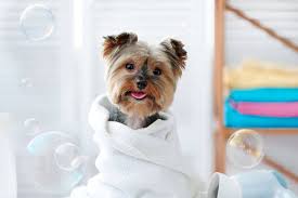 Your cat deserves a day at the spa too. Groomingdale S