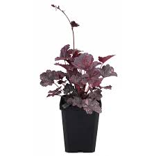 Sometimes i flip it over so the air can get to the underside of i Living Fashion Heuchera Midnight Rose Shade Perennials Mitre 10