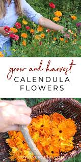 How To Grow Calendula Flowers Sowing Growing And Saving Seed Lovely Greens Calendula Seed Saving Diy Herb Garden