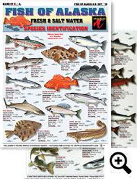 Comprehensive Gulf Of Mexico Fish Chart Gulf Of Mexico Fish