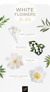 A list of names in which the categories include flowers. 40 Types Of White Flowers Ftd Com