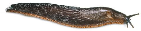 When you begin to look at the negatives of having these, you can see they are bad for the garden in various ways. Fun Facts About Slugs Poisonous Slugs Dk Find Out