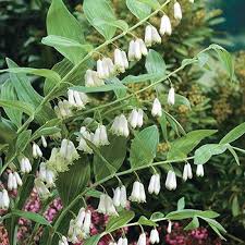 Long stem white fragrant flowers. Bell Shaped White Blooms Look Lovely Hanging From 2 Rows Of Curved Unbranched Stems 4 Inch Long Leaves Acquir Solomons Seal Shade Perennials Fragrant Flowers