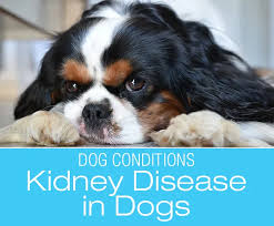 Kidney Disease In Dogs Say What Canine Kidneys Kidney Disease Dog Health Problems Disease