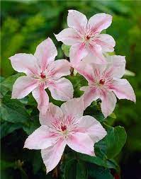 8 options from £6.99 within 3 days. Pink Fantasy Clematis Clematite Planter Des Fleurs Plante Grimpante