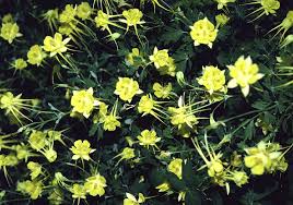 Free delivery and returns on ebay plus items for plus members. Pin On Made For The Shade Shade Gardening