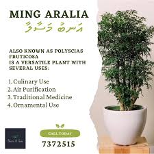 Image result for Polyscias fruticosa