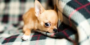 10 Races De Petits Chiens Qui Vivront Heureux En Ville Ou En Appartement