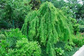 Check spelling or type a new query. Taxodium Distichum Falling Waters Weeping Bald Cypress Pea Ridge Forest