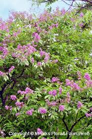 Image result for Lagerstroemia speciosa