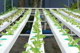 Fresh Organic Green Oak Culture In Aquaponic Or Hydroponic Farm Stock Photo Image Of Background Field 124379172