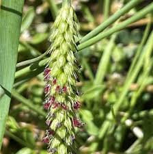 Image result for Setaria parviflora