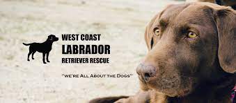 Akc yellow labrador breeder, foxred labrador breeder in california, foxred labrador breeder in california, foxred labrador lrc, labrador retriever club, labrador puppies san joaquin county, labrador puppies stockton ca, labrador puppies tracy ca, labrador. West Coast Labrador Retriever Rescue Southern California