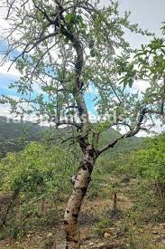 Image result for Monochoria africana