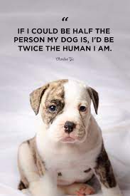 40 Best Dog Quotes Cute Sweet Quotes About Dogs Slice of life stories of childhood, teenage angst and socially awkward adulthood! 40 best dog quotes cute sweet quotes