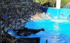 Tilikum Star Of Blackfish Dies In Captivity At Seaworld Tilikum Sea World Animals Wild