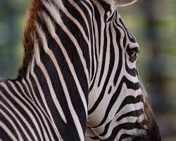 Image result for zebra