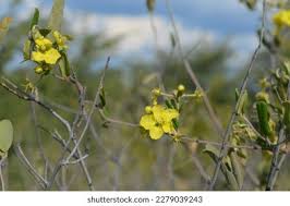 Image result for Sphedamnocarpus pruriens